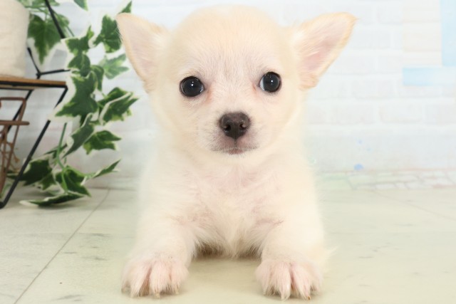 青森県のチワワ(ロング) (Coo&RIKU八戸店/2026年5月2日生まれ/男の子/ホワイトクリーム)の子犬の1枚目の画像