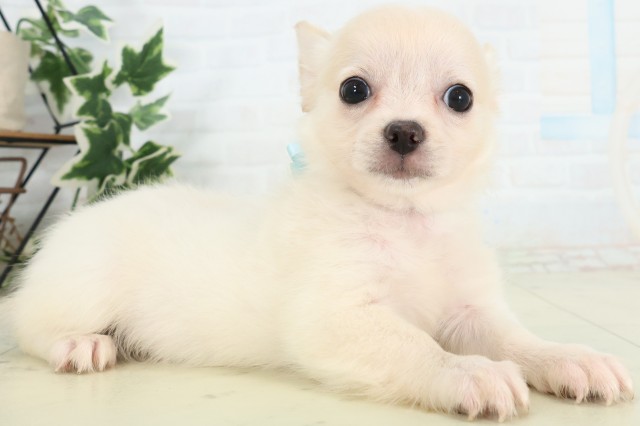 青森県のチワワ(ロング) (Coo&RIKU八戸店/2026年5月2日生まれ/男の子/ホワイトクリーム)の子犬の2枚目の画像