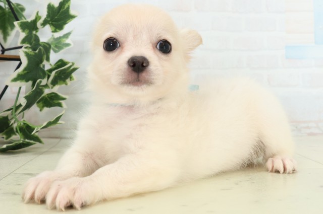 青森県のチワワ(ロング) (Coo&RIKU八戸店/2026年5月2日生まれ/男の子/ホワイトクリーム)の子犬の3枚目の画像