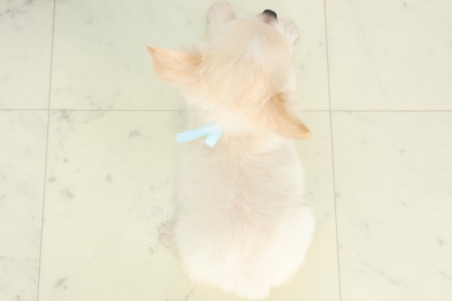 青森県のチワワ(ロング) (Coo&RIKU八戸店/2026年5月2日生まれ/男の子/ホワイトクリーム)の子犬の4枚目の画像