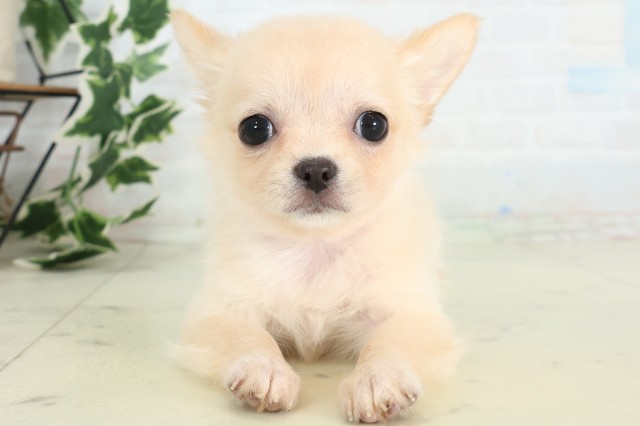 茨城県のチワワ(ロング) (Coo&RIKU水戸店/2026年5月2日生まれ/女の子/ホワイトクリーム)の子犬の1枚目の画像