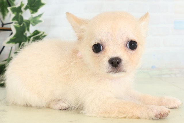 茨城県のチワワ(ロング) (Coo&RIKU水戸店/2026年5月2日生まれ/女の子/ホワイトクリーム)の子犬の2枚目の画像