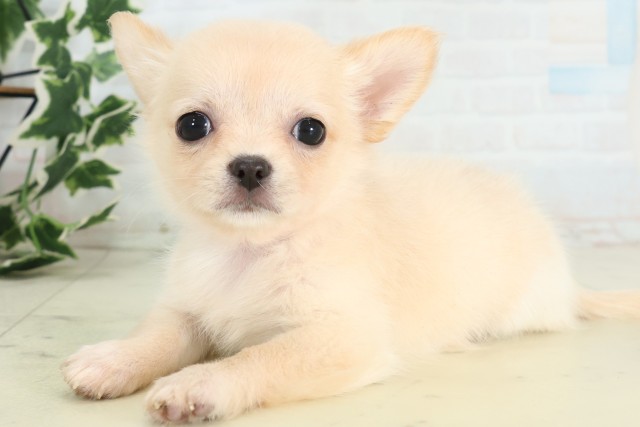 茨城県のチワワ(ロング) (Coo&RIKU水戸店/2026年5月2日生まれ/女の子/ホワイトクリーム)の子犬の3枚目の画像