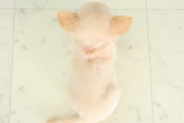 茨城県のチワワ(ロング) (Coo&RIKU水戸店/2026年5月2日生まれ/女の子/ホワイトクリーム)の子犬の4枚目の画像
