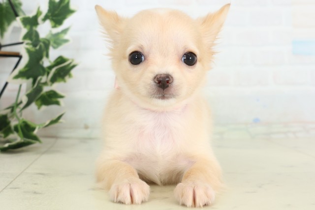 新潟県のチワワ(ロング) (Coo&RIKU新潟東店/2026年5月2日生まれ/女の子/ホワイトクリーム)の子犬の1枚目の画像
