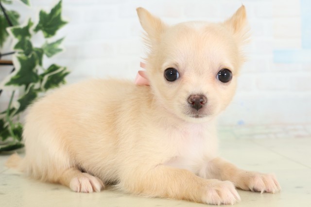 新潟県のチワワ(ロング) (Coo&RIKU新潟東店/2026年5月2日生まれ/女の子/ホワイトクリーム)の子犬の2枚目の画像