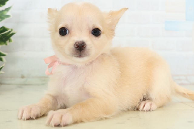 新潟県のチワワ(ロング) (Coo&RIKU新潟東店/2026年5月2日生まれ/女の子/ホワイトクリーム)の子犬の3枚目の画像