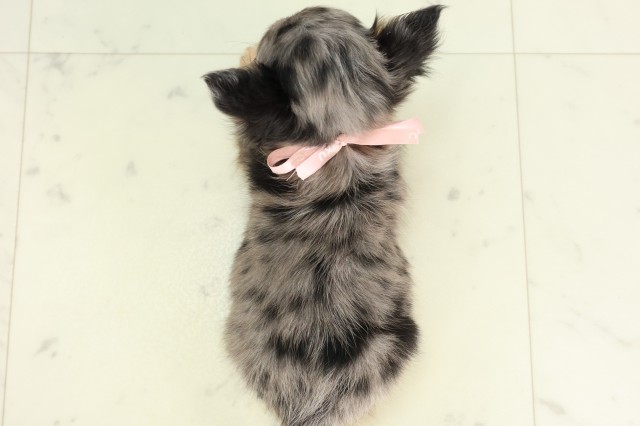 新潟県のチワワ(ロング) (Coo&RIKU新潟東店/2026年5月2日生まれ/女の子/ブルーマール)の子犬の4枚目の画像