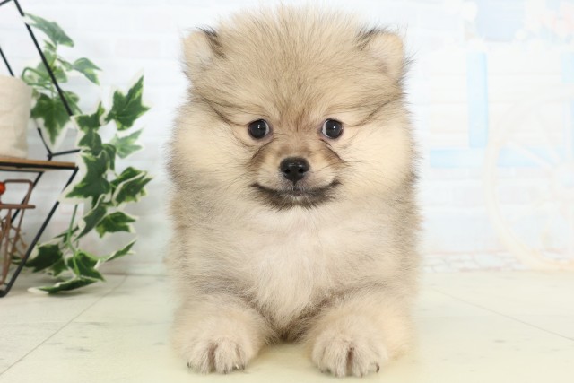 山口県のポメラニアン (Coo&RIKUサンパークあじす店/2026年5月3日生まれ/女の子/ウルフセーブル)の子犬の1枚目の画像