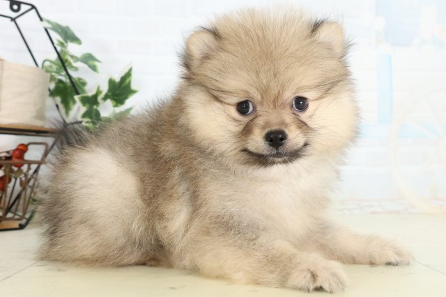 山口県のポメラニアン (Coo&RIKUサンパークあじす店/2026年5月3日生まれ/女の子/ウルフセーブル)の子犬の2枚目の画像