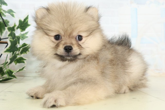 山口県のポメラニアン (Coo&RIKUサンパークあじす店/2026年5月3日生まれ/女の子/ウルフセーブル)の子犬の3枚目の画像
