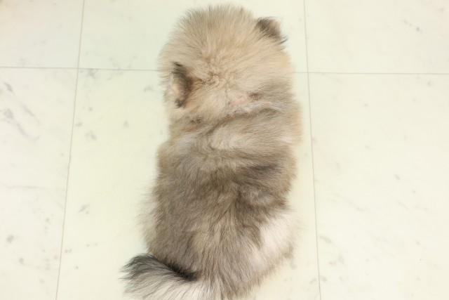 山口県のポメラニアン (Coo&RIKUサンパークあじす店/2026年5月3日生まれ/女の子/ウルフセーブル)の子犬の4枚目の画像