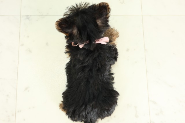 茨城県のヨークシャーテリア (Coo&RIKU水戸店/2026年4月18日生まれ/女の子/スチールブルータン)の子犬の4枚目の画像