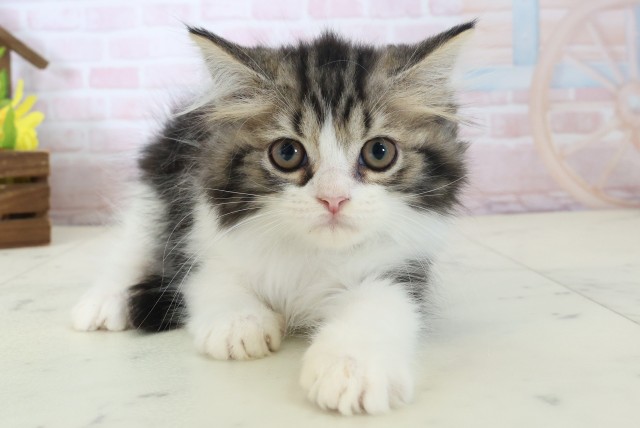 島根県のラガマフィン (Coo&RIKU出雲店/2026年4月7日生まれ/男の子/ブラウンタビーホワイト)の子猫