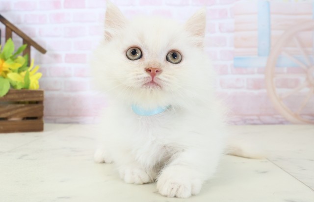 広島県のミヌエット (Coo&RIKU東広島店/2026年4月18日生まれ/男の子/クリームホワイト)の子猫の1枚目の画像