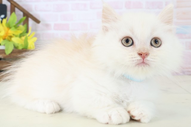 広島県のミヌエット (Coo&RIKU東広島店/2026年4月18日生まれ/男の子/クリームホワイト)の子猫の2枚目の画像