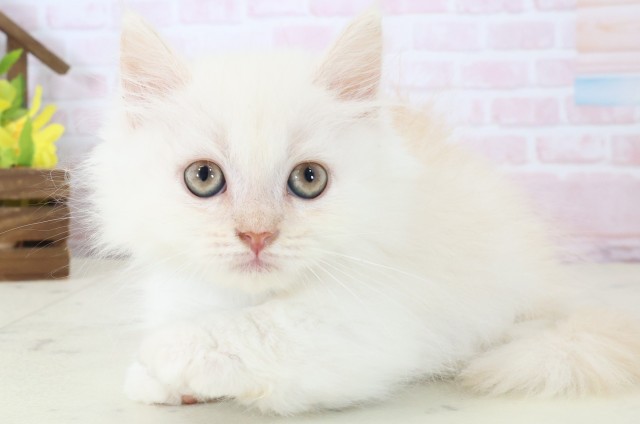 広島県のミヌエット (Coo&RIKU東広島店/2026年4月18日生まれ/男の子/クリームホワイト)の子猫の3枚目の画像