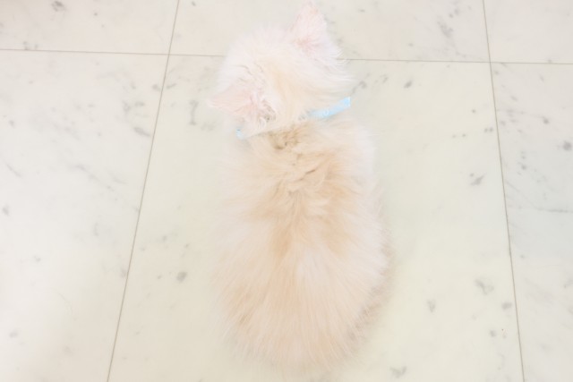 広島県のミヌエット (Coo&RIKU東広島店/2026年4月18日生まれ/男の子/クリームホワイト)の子猫の4枚目の画像