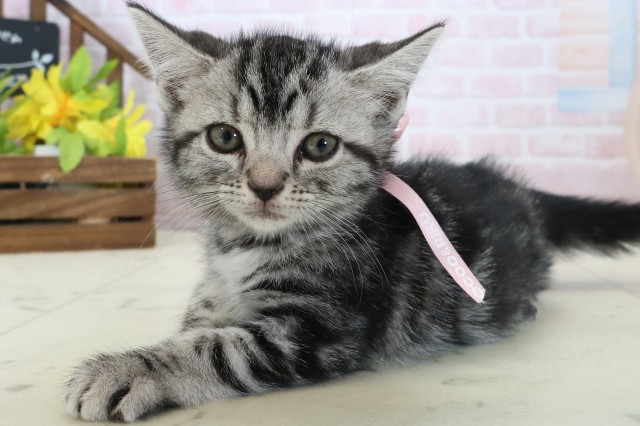 岡山県のアメリカンショートヘアー (Coo&RIKU岡山店/2026年5月3日生まれ/女の子/シルバータビー)の子猫の3枚目の画像