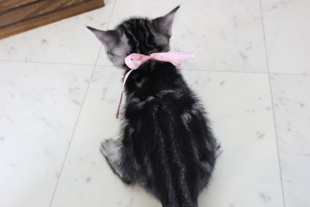 岡山県のアメリカンショートヘアー (Coo&RIKU岡山店/2026年5月3日生まれ/女の子/シルバータビー)の子猫の4枚目の画像