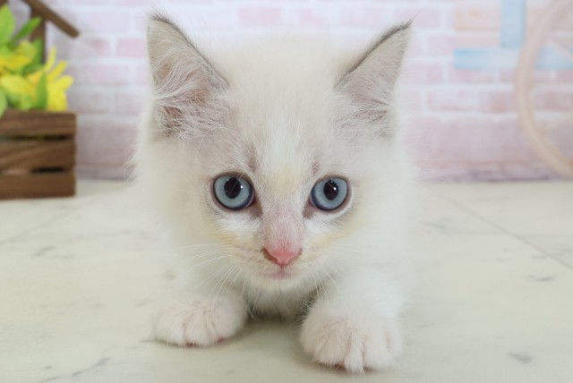 山口県のラグドール (Coo&RIKUシーモール下関店/2026年5月1日生まれ/男の子/ブルーポイントバイカラー)の子猫の1枚目の画像