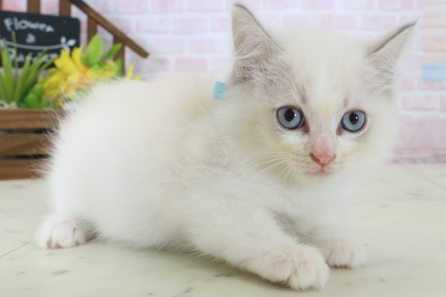 山口県のラグドール (Coo&RIKUシーモール下関店/2026年5月1日生まれ/男の子/ブルーポイントバイカラー)の子猫の2枚目の画像
