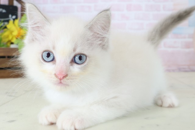 山口県のラグドール (Coo&RIKUシーモール下関店/2026年5月1日生まれ/男の子/ブルーポイントバイカラー)の子猫の3枚目の画像