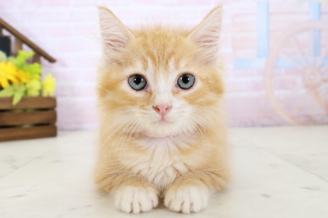 愛媛県のサイベリアン (Coo&RIKU大洲店/2026年4月14日生まれ/男の子/レッドタビー)の子猫の1枚目の画像