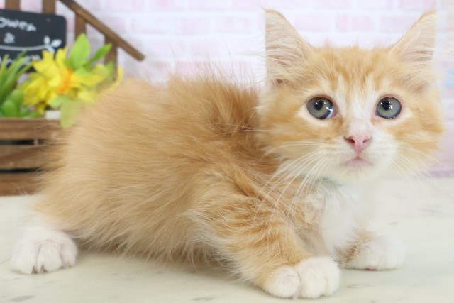 愛媛県のサイベリアン (Coo&RIKU大洲店/2026年4月14日生まれ/男の子/レッドタビー)の子猫の2枚目の画像