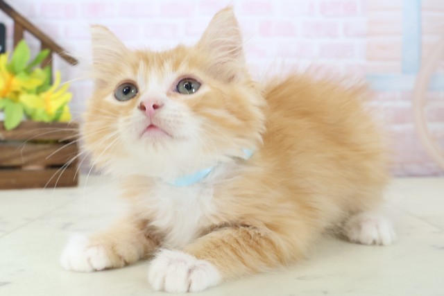 愛媛県のサイベリアン (Coo&RIKU大洲店/2026年4月14日生まれ/男の子/レッドタビー)の子猫の3枚目の画像