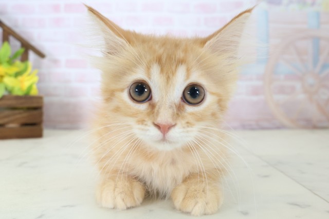 広島県のキンカロー (Coo&RIKUゆめタウン大竹店/2026年4月5日生まれ/女の子/レッドタビー)の子猫