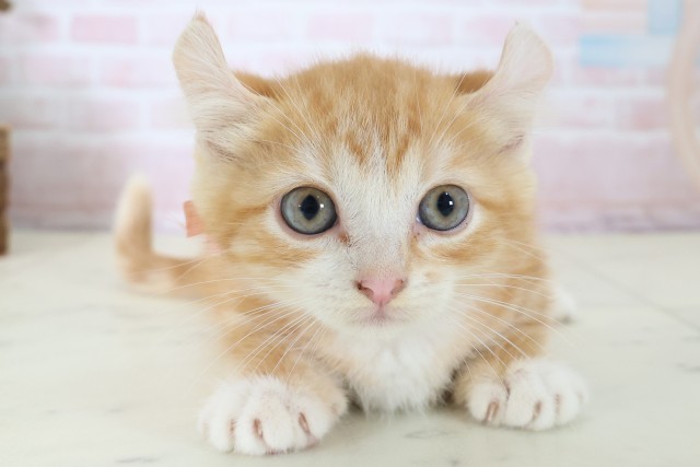 愛媛県のキンカロー (Coo&RIKU大洲店/2026年4月26日生まれ/女の子/レッドタビーホワイト)の子猫の1枚目の画像