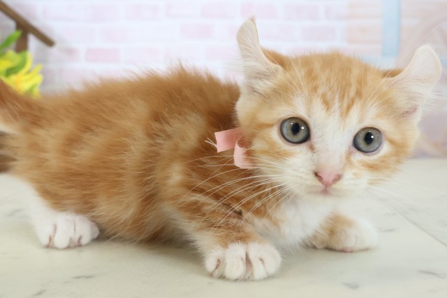 愛媛県のキンカロー (Coo&RIKU大洲店/2026年4月26日生まれ/女の子/レッドタビーホワイト)の子猫の2枚目の画像
