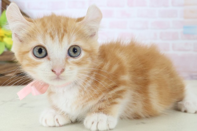 愛媛県のキンカロー (Coo&RIKU大洲店/2026年4月26日生まれ/女の子/レッドタビーホワイト)の子猫の3枚目の画像