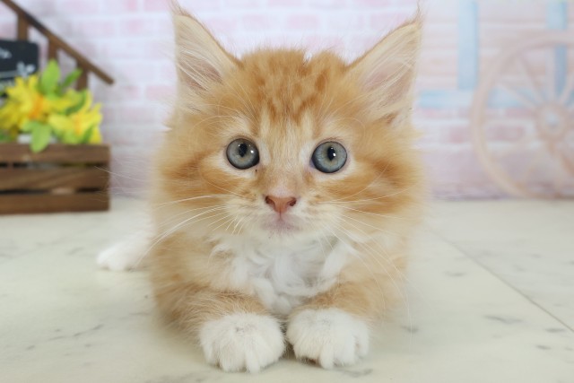 岡山県のサイベリアン (Coo&RIKU岡山店/2026年4月25日生まれ/男の子/レッドタビーホワイト)の子猫の1枚目の画像