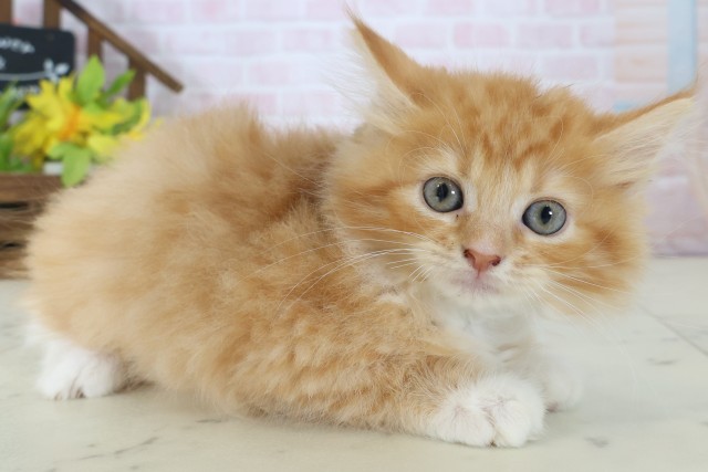 岡山県のサイベリアン (Coo&RIKU岡山店/2026年4月25日生まれ/男の子/レッドタビーホワイト)の子猫の2枚目の画像