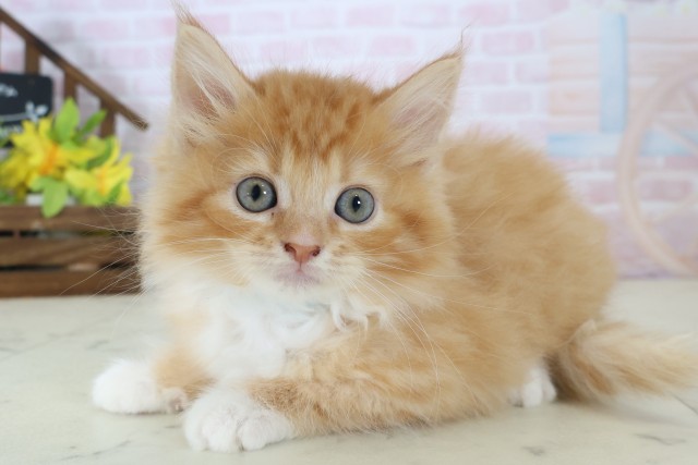 岡山県のサイベリアン (Coo&RIKU岡山店/2026年4月25日生まれ/男の子/レッドタビーホワイト)の子猫の3枚目の画像