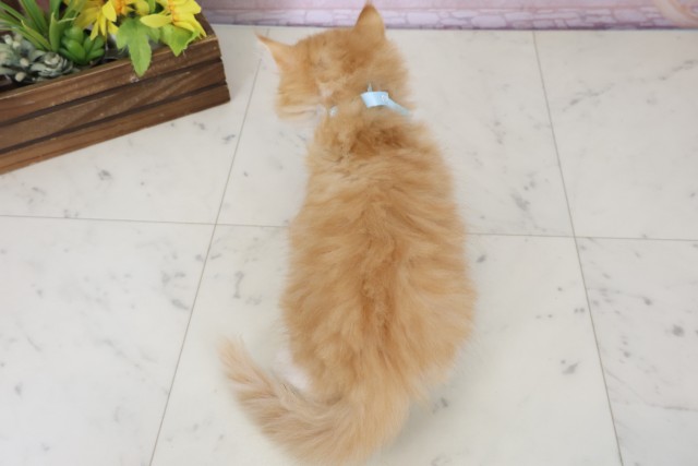 岡山県のサイベリアン (Coo&RIKU岡山店/2026年4月25日生まれ/男の子/レッドタビーホワイト)の子猫の4枚目の画像