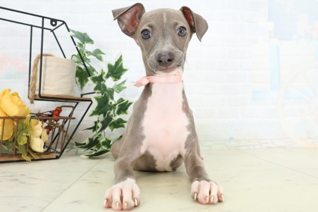 広島県のイタリアングレーハウンド (Coo&RIKU福山店/2026年4月16日生まれ/女の子/ブルーホワイト)の子犬の1枚目の画像