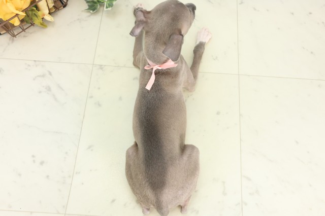 広島県のイタリアングレーハウンド (Coo&RIKU福山店/2026年4月16日生まれ/女の子/ブルーホワイト)の子犬の4枚目の画像