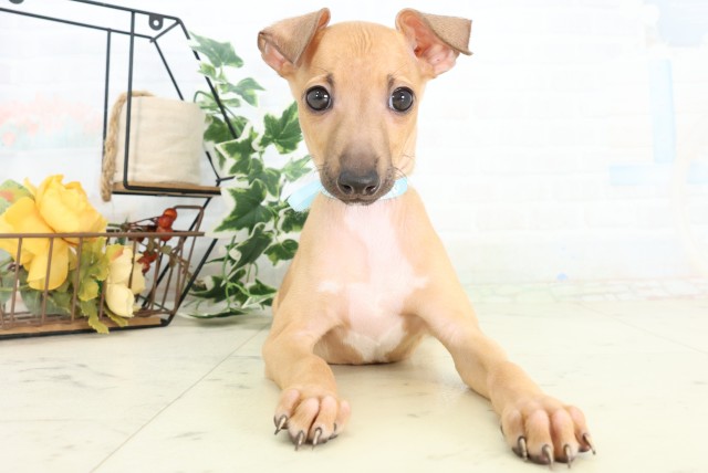 広島県のイタリアングレーハウンド (Coo&RIKU広島中央店/2026年4月16日生まれ/男の子/フォーン)の子犬の1枚目の画像