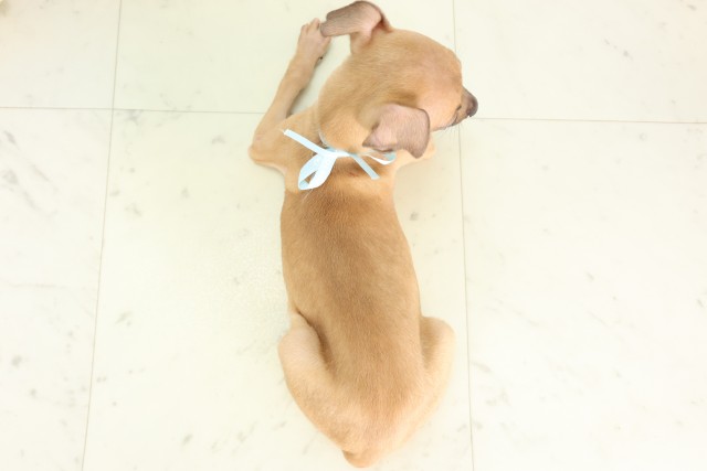 広島県のイタリアングレーハウンド (Coo&RIKU広島中央店/2026年4月16日生まれ/男の子/フォーン)の子犬の4枚目の画像