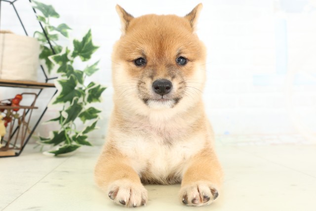 福島県の豆柴 (Coo&RIKU郡山店/2026年5月2日生まれ/男の子/赤)の子犬の1枚目の画像
