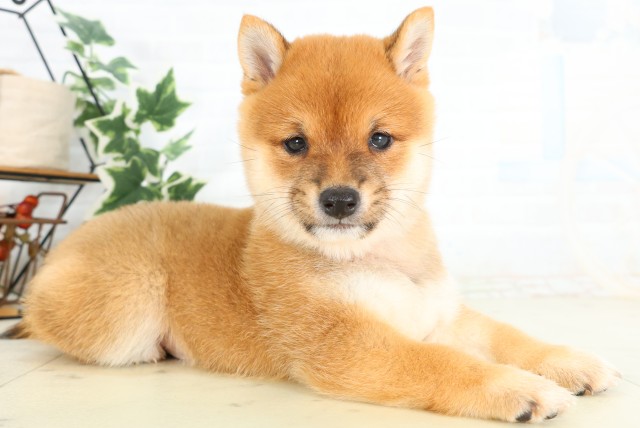 福島県の豆柴 (Coo&RIKU郡山店/2026年5月2日生まれ/男の子/赤)の子犬の2枚目の画像