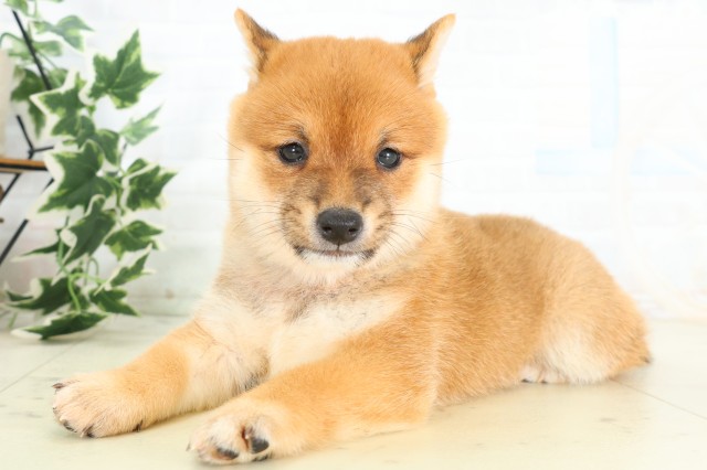 福島県の豆柴 (Coo&RIKU郡山店/2026年5月2日生まれ/男の子/赤)の子犬の3枚目の画像