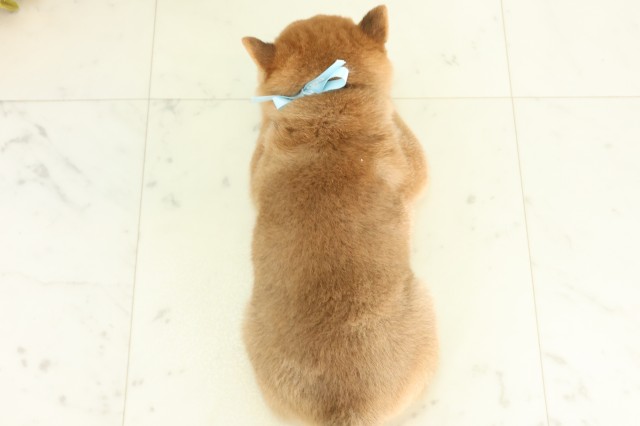 福島県の豆柴 (Coo&RIKU郡山店/2026年5月2日生まれ/男の子/赤)の子犬の4枚目の画像