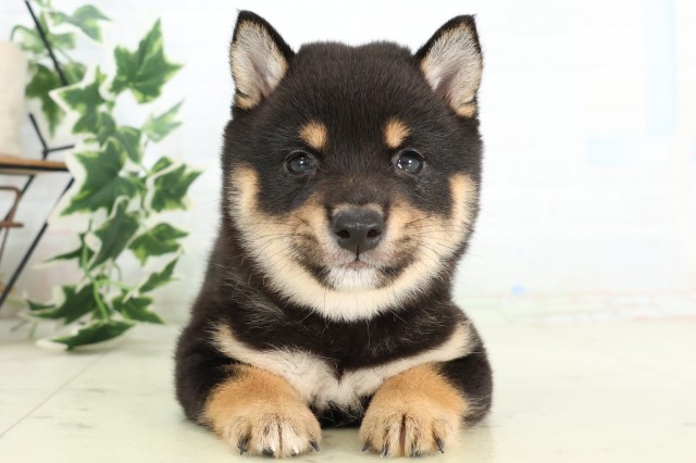 新潟県の豆柴 (Coo&RIKUイオンモール新発田店/2026年5月2日生まれ/男の子/黒)の子犬の1枚目の画像