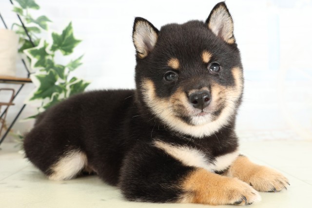 新潟県の豆柴 (Coo&RIKUイオンモール新発田店/2026年5月2日生まれ/男の子/黒)の子犬の2枚目の画像