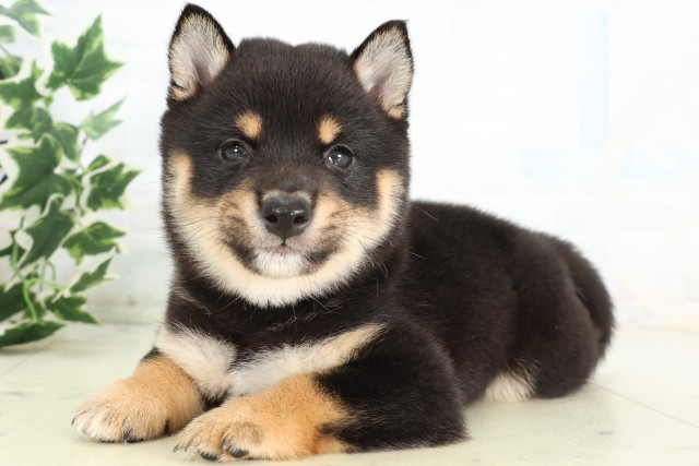 新潟県の豆柴 (Coo&RIKUイオンモール新発田店/2026年5月2日生まれ/男の子/黒)の子犬の3枚目の画像