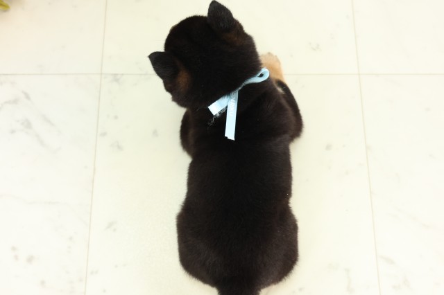 新潟県の豆柴 (Coo&RIKUイオンモール新発田店/2026年5月2日生まれ/男の子/黒)の子犬の4枚目の画像